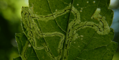 Apteropeda orbiculata