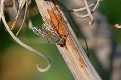 Terellia fuscicornis