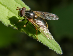 Ferdinandea ruficornis