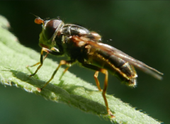 Ferdinandea ruficornis