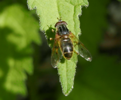 Ferdinandea ruficornis