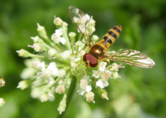 Meliscaeva cinctella
