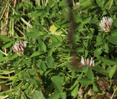 Trifolium thalii