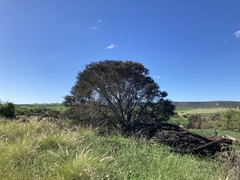 Hakea preissii