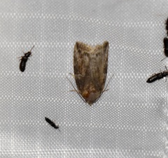 Garella