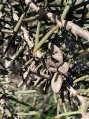Hakea preissii
