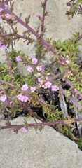 Muraltia ericoides