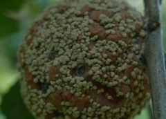 Monilinia fructigena