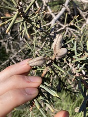 Hakea preissii