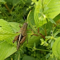 Peripolus