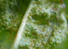 Synchytrium taraxaci