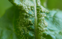 Synchytrium taraxaci