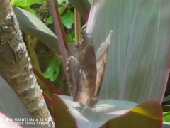 Junonia iphita