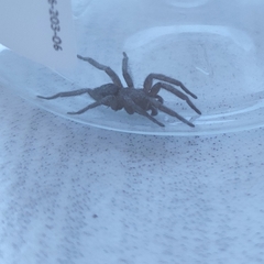 Scotophaeus scutulatus