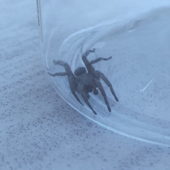 Scotophaeus scutulatus