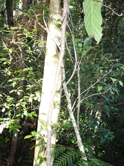 Atractocarpus longistipitatus
