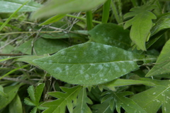 Erysiphe knautiae