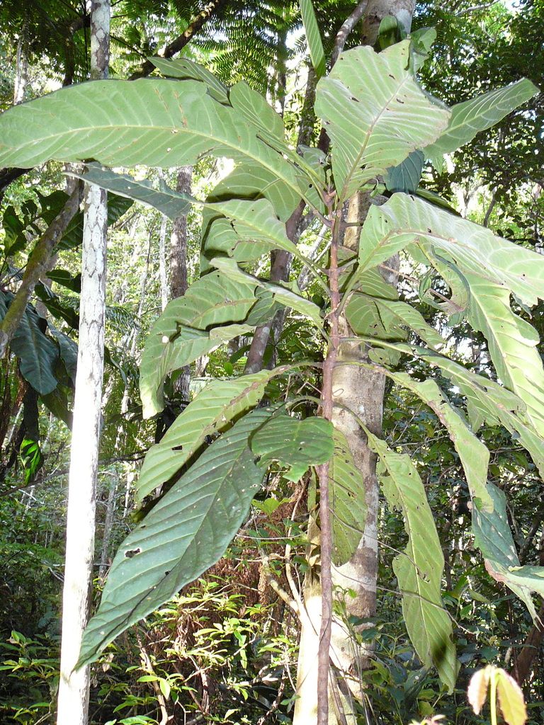 Atractocarpus longistipitatus