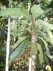 Atractocarpus longistipitatus