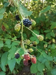 Candicantes