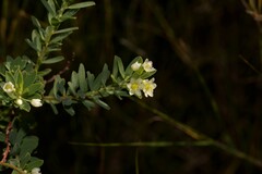 Phyllanthus calycinus
