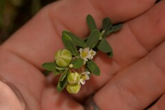 Phyllanthus calycinus