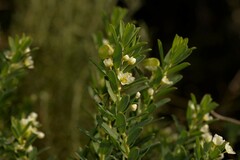 Phyllanthus calycinus