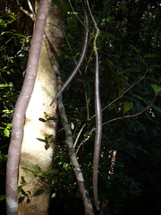 Atractocarpus longistipitatus