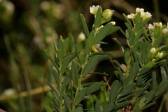Phyllanthus calycinus