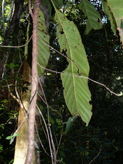 Atractocarpus longistipitatus