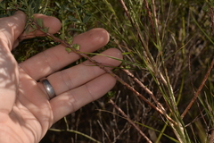 Phyllanthus calycinus