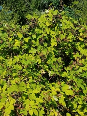 Candicantes