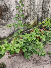 Acalypha indica