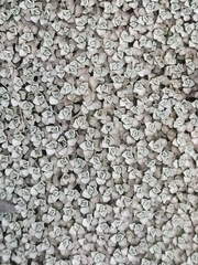 Raoulia