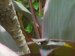 Junonia iphita