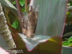 Junonia iphita