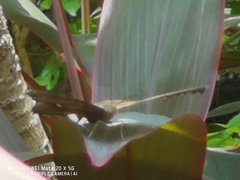 Junonia iphita