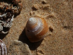 Bellastraea squamifera