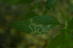 Apteropeda orbiculata