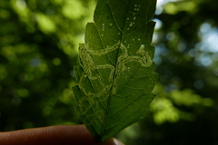 Apteropeda orbiculata