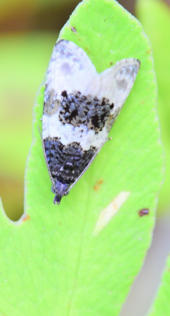 Divided Olethreutes Moth
