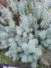 Euphorbia glauca