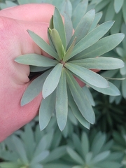 Euphorbia glauca