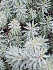 Euphorbia glauca
