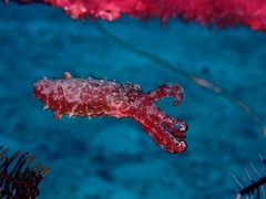 Sepia papuensis