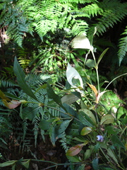 Psychotria microglossa