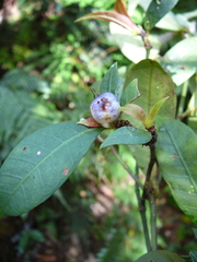 Psychotria microglossa