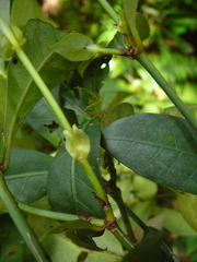 Psychotria microglossa