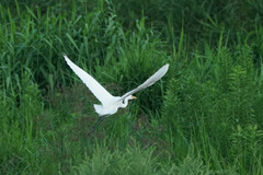 Ardea alba