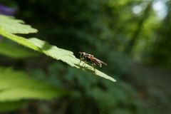 Ferdinandea ruficornis